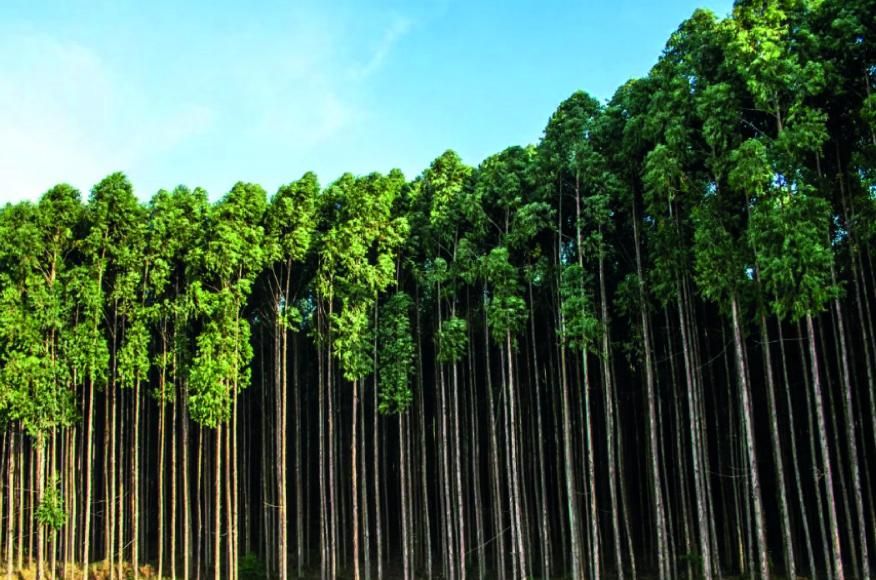 HASTA P&Uacute;BLICA PARA  MADEIRA DE EUCALIPTO